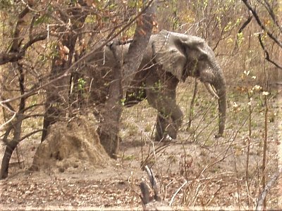 Ghana - národní park Mole, "slon není slepice"
