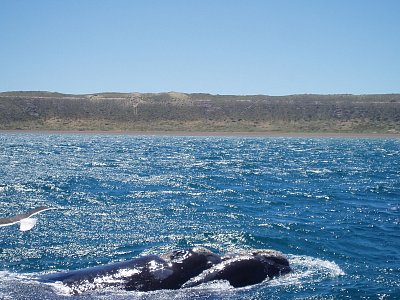 Přátelské velryby