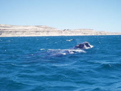 Přátelské velryby