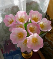 tulipány (zatím z Lidlu)
