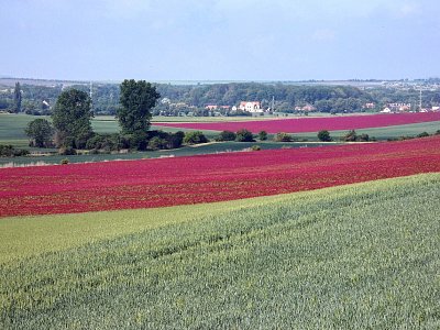 Rudé běhouny