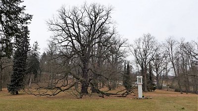300 let starý dub