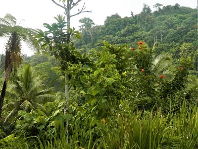 Bujná tropická vegetace