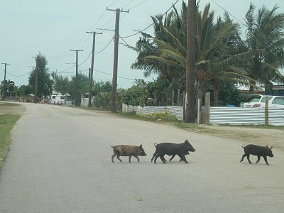 Vepři na ulici v Nukualofa