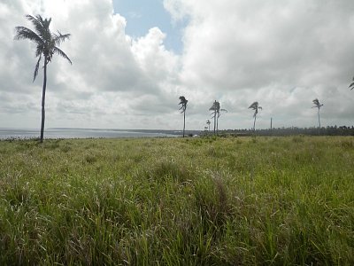 Pobřeží Tongatapu s palmami