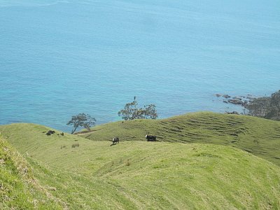 Coromandel 2018