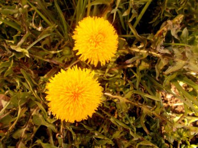 Sluníčkové pampelišky