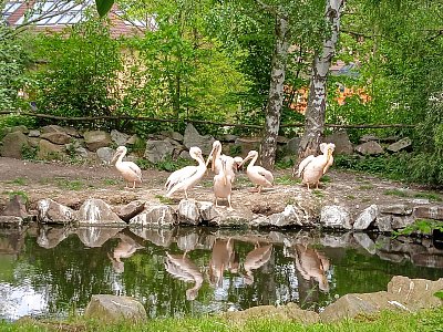 Pelikáni v plzeňské ZOO
