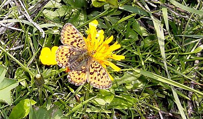 10. motýlek perleťovec-malý-issoria-lathonia