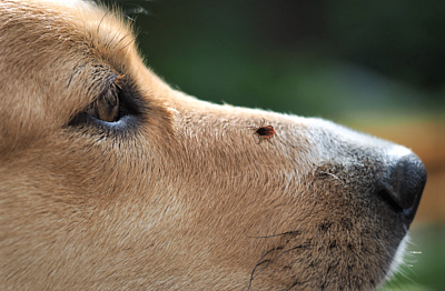 Klíšťata a blechy útočí na psy. Jaká je nejlepší ochrana?  
