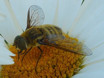 Pestřenka criorhina floccosa