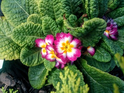 probuzený petrklíč...