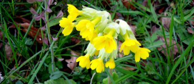 Petrklíče pomalu končí