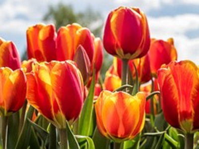 1. Tulipány pro naše tulidámy
