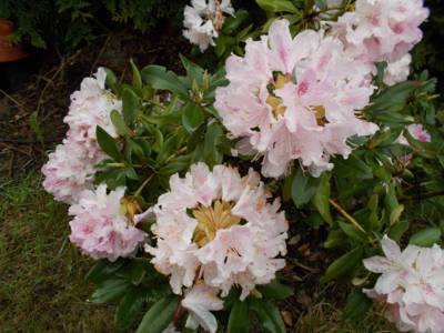 Rododendron