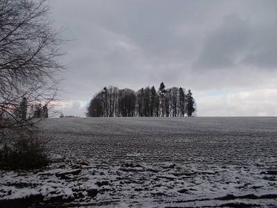 Stromový ostrůvek v poli-židovský hřbitov