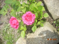 mini růže
