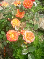 Růže skalková