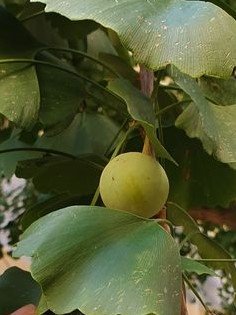 plod-ginkgo-biloby-1.jpg