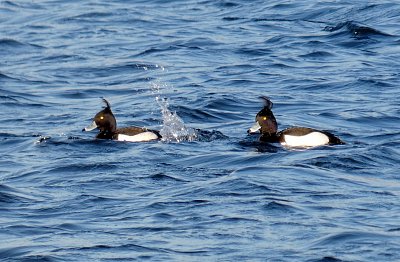 Víte, proč nám říkají chocholačky? ☺ *
