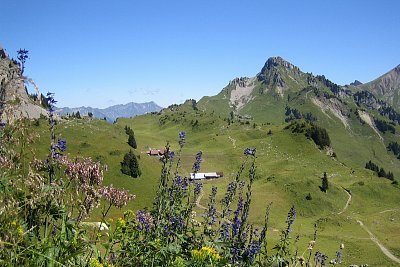 Alpské louky