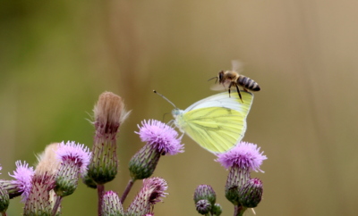 Zvláštní setkání...
