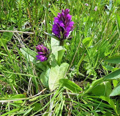 Prstnatec májový...