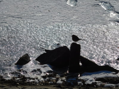 Ptáče, stínový obraz