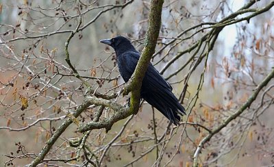 Zápisník starého muže: Kdo to štěká?