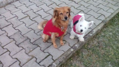 Bertíkův nový kamarád Alvin