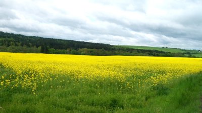 Řepka-všude, kam se podíváš