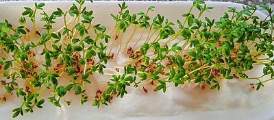 vstávej semínko, holala