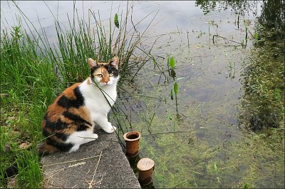 Nejdu, studííí ...