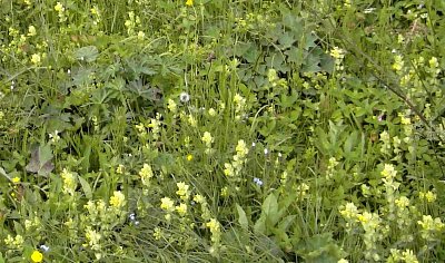 11. rhinanthus-alpinus-kokrhel-alpský