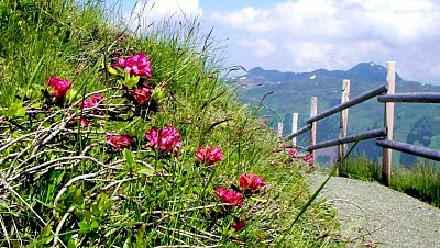 13. rhododendron-hirsutum-l.-pěnišník-chlupatý