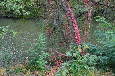 Na břehu řeky Svratky kvete.....