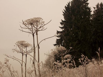 roští (pro Elenku :-)