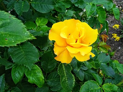 růže sytě žlutá