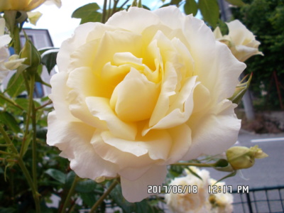 a jedna sametová...