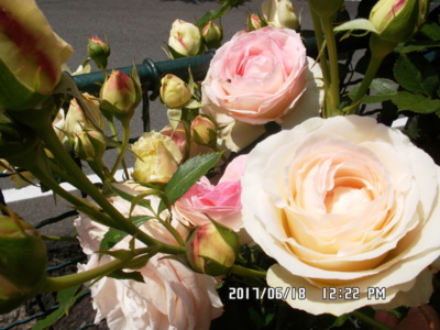 Holky z porcelánky...