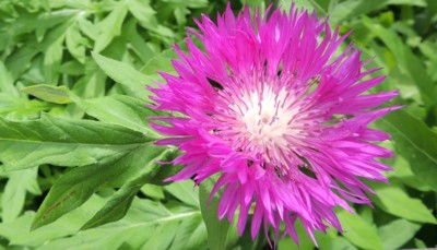 Růžové bodláčí