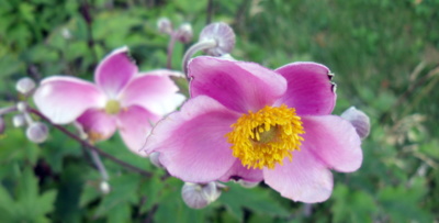 Japonská sasanka ode mne