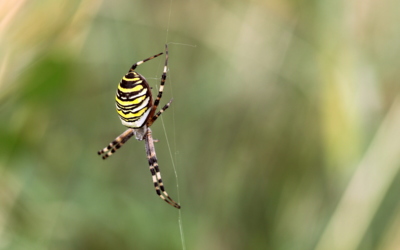 S pruhy... (křižák pruhovaný)