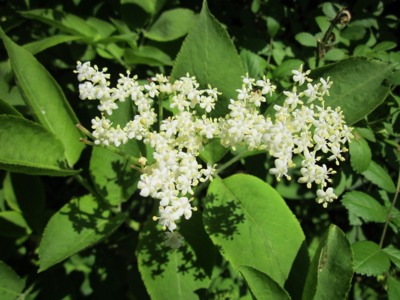 sambucus-nigra-846589_1280.jpg