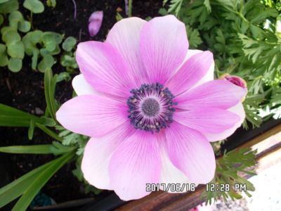 Tentokrát sasanka ze zahrádky