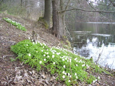 Už jsem tady. Vaše jaro.
