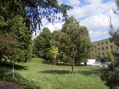 I květy ukazují svoji krásu a voní všude