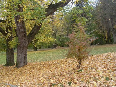 Listí při každém kroku jen šustí...
