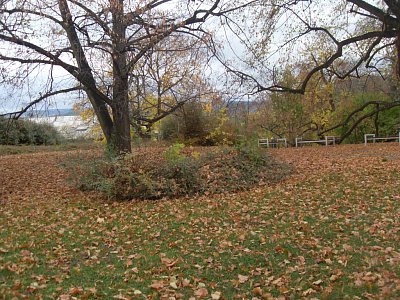 A zde už je všude plno listí