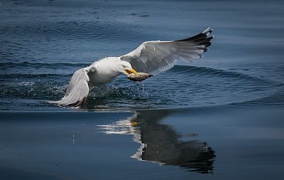 seagull-4142722-480.jpg